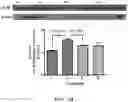 Fig. 04 - PHARMACEUTICAL COMPOSITION FOR INDUCING EXERCISE MIMETIC EFFECT