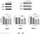Fig. 05 - PHARMACEUTICAL COMPOSITION FOR INDUCING EXERCISE MIMETIC EFFECT