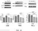 Fig. 06 - PHARMACEUTICAL COMPOSITION FOR INDUCING EXERCISE MIMETIC EFFECT