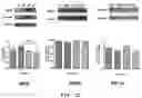 Fig. 07 - PHARMACEUTICAL COMPOSITION FOR INDUCING EXERCISE MIMETIC EFFECT