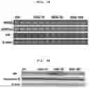 Fig. 18 - PHARMACEUTICAL COMPOSITION FOR INDUCING EXERCISE MIMETIC EFFECT