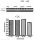 Fig. 20 - PHARMACEUTICAL COMPOSITION FOR INDUCING EXERCISE MIMETIC EFFECT