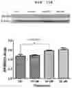 Fig. 23 - PHARMACEUTICAL COMPOSITION FOR INDUCING EXERCISE MIMETIC EFFECT