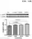 Fig. 24 - PHARMACEUTICAL COMPOSITION FOR INDUCING EXERCISE MIMETIC EFFECT