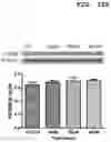 Fig. 25 - PHARMACEUTICAL COMPOSITION FOR INDUCING EXERCISE MIMETIC EFFECT
