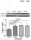 Fig. 27 - PHARMACEUTICAL COMPOSITION FOR INDUCING EXERCISE MIMETIC EFFECT