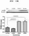 Fig. 28 - PHARMACEUTICAL COMPOSITION FOR INDUCING EXERCISE MIMETIC EFFECT