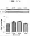 Fig. 29 - PHARMACEUTICAL COMPOSITION FOR INDUCING EXERCISE MIMETIC EFFECT
