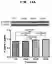 Fig. 30 - PHARMACEUTICAL COMPOSITION FOR INDUCING EXERCISE MIMETIC EFFECT