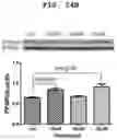 Fig. 31 - PHARMACEUTICAL COMPOSITION FOR INDUCING EXERCISE MIMETIC EFFECT
