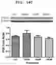 Fig. 32 - PHARMACEUTICAL COMPOSITION FOR INDUCING EXERCISE MIMETIC EFFECT