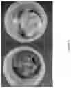 Fig. 06 - Volatile organic compound formulations having antimicrobial activity