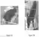 Fig. 22 - Volatile organic compound formulations having antimicrobial activity