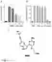 Fig. 08 - APOBEC3B MUTAGENESIS AND IMMUNOTHERAPY