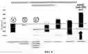 Fig. 05 - Method of treating patients with a factor Xa inhibitor, aspirin, and verapamil
