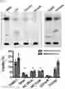 Fig. 07 - Compounds, compositions, and methods for inhibiting bacterial growth