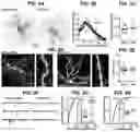 Fig. 04 - Methods and compositions for treating pain