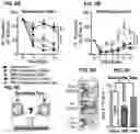 Fig. 09 - Methods and compositions for treating pain