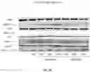 Fig. 35 - Methods and compositions for inhibition of EGF/EGFR pathway in combination with anaplastic lymphoma kinase inhibitors