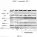 Fig. 45 - Methods and compositions for inhibition of EGF/EGFR pathway in combination with anaplastic lymphoma kinase inhibitors