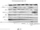 Fig. 47 - Methods and compositions for inhibition of EGF/EGFR pathway in combination with anaplastic lymphoma kinase inhibitors