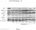 Fig. 59 - Methods and compositions for inhibition of EGF/EGFR pathway in combination with anaplastic lymphoma kinase inhibitors