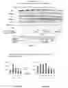 Fig. 63 - Methods and compositions for inhibition of EGF/EGFR pathway in combination with anaplastic lymphoma kinase inhibitors