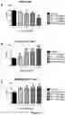 Fig. 17 - Lanthionine synthetase C-like 2-based therapeutics