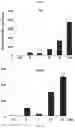 Fig. 07 - Composition for inducing differentiation and protection of neural stem cells and method for inducing neuro-regeneration using the same composition