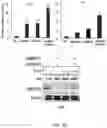 Fig. 12 - Composition for inducing differentiation and protection of neural stem cells and method for inducing neuro-regeneration using the same composition