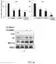 Fig. 13 - Composition for inducing differentiation and protection of neural stem cells and method for inducing neuro-regeneration using the same composition