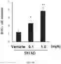 Fig. 28 - Composition for inducing differentiation and protection of neural stem cells and method for inducing neuro-regeneration using the same composition