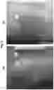 Fig. 07 - Topical formulation for a JAK inhibitor
