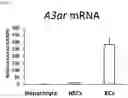 Fig. 18 - Pharmaceutical composition for preventing and treating nonalcoholic steatohepatitis, hepatic fibrosis, and liver cirrhosis, comprising adenosine derivatives