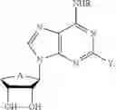 Fig. 30 - Pharmaceutical composition for preventing and treating nonalcoholic steatohepatitis, hepatic fibrosis, and liver cirrhosis, comprising adenosine derivatives