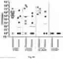 Fig. 16 - ENGINEERED BIOCOMPATIBLE ANTIBIOTIC PARTICLES AND THEIR USE AGAINST URINARY TRACT INFECTION