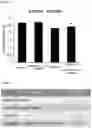 Fig. 04 - Composition comprising oleanolic acid acetate as active ingredient for preventing, alleviating, or treating renal toxicity induced by medicine