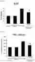 Fig. 05 - Composition comprising oleanolic acid acetate as active ingredient for preventing, alleviating, or treating renal toxicity induced by medicine