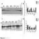 Fig. 04 - Human papilloma virus replication inhibitors