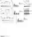 Fig. 05 - Human papilloma virus replication inhibitors