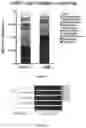 Fig. 04 - Use of albiflorin in preparation of products for improving function of intestinal flora system