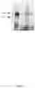 Fig. 16 - CFTR MRNA compositions and related methods and uses