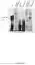 Fig. 17 - CFTR MRNA compositions and related methods and uses