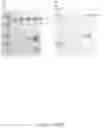 Fig. 18 - CFTR MRNA compositions and related methods and uses