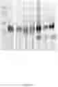 Fig. 20 - CFTR MRNA compositions and related methods and uses