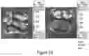 Fig. 26 - CFTR MRNA compositions and related methods and uses
