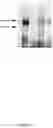Fig. 33 - CFTR MRNA compositions and related methods and uses
