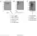 Fig. 35 - CFTR MRNA compositions and related methods and uses