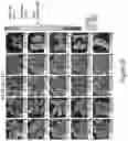 Fig. 37 - CFTR MRNA compositions and related methods and uses