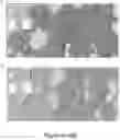 Fig. 50 - CFTR MRNA compositions and related methods and uses